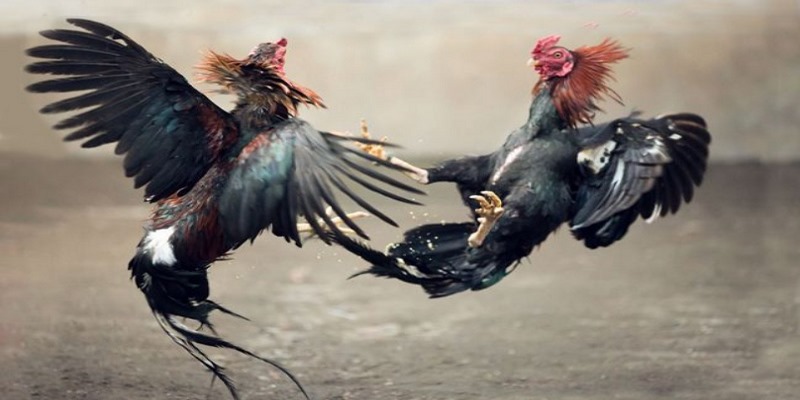 American gamefowl