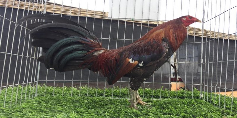 Panatilihing kalmado ang isip kapag pumupusta sa manok